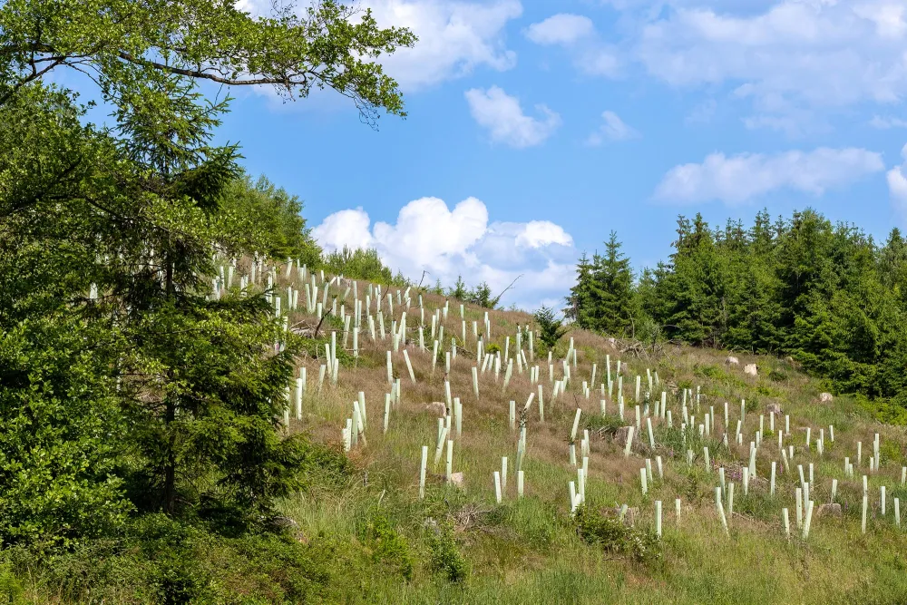 reforestation seedlings