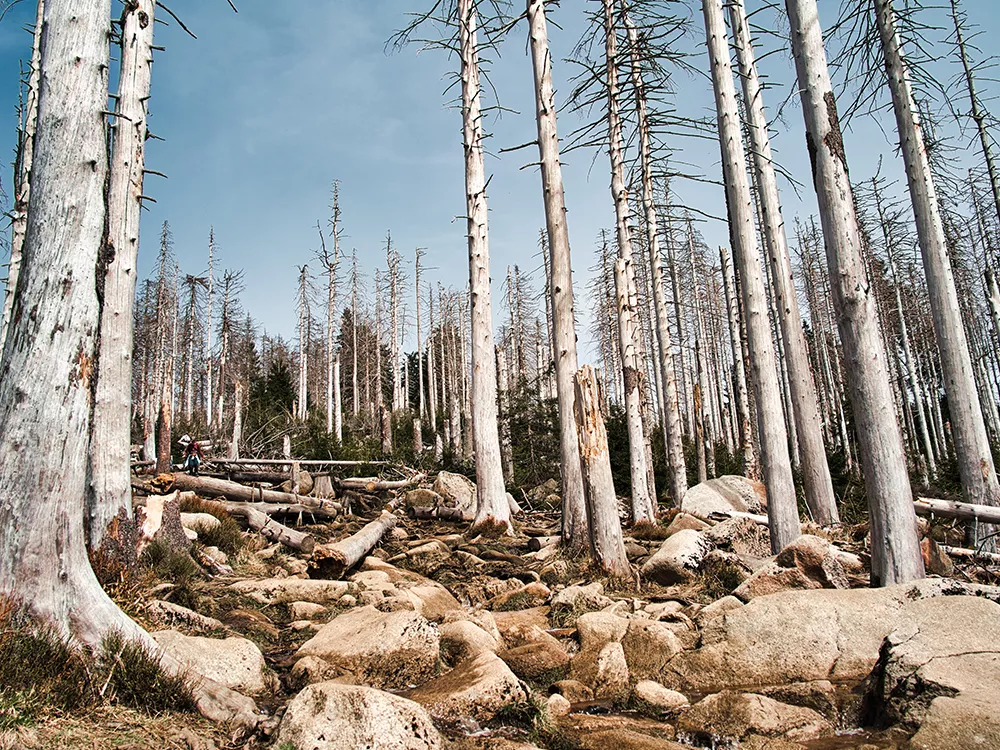 diseased trees in a forest