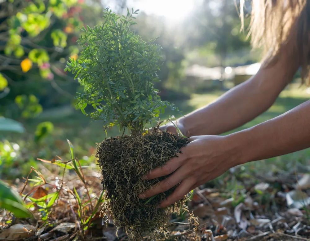 close-up of a woman planting a small evergreen tree