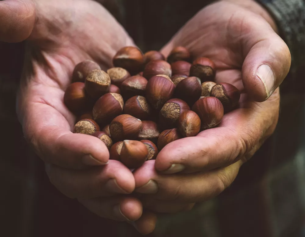 a person holding a pile of hazelnuts in their hands.