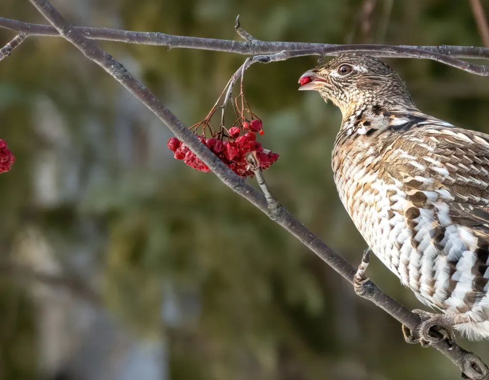 female grouse eating cranberries.