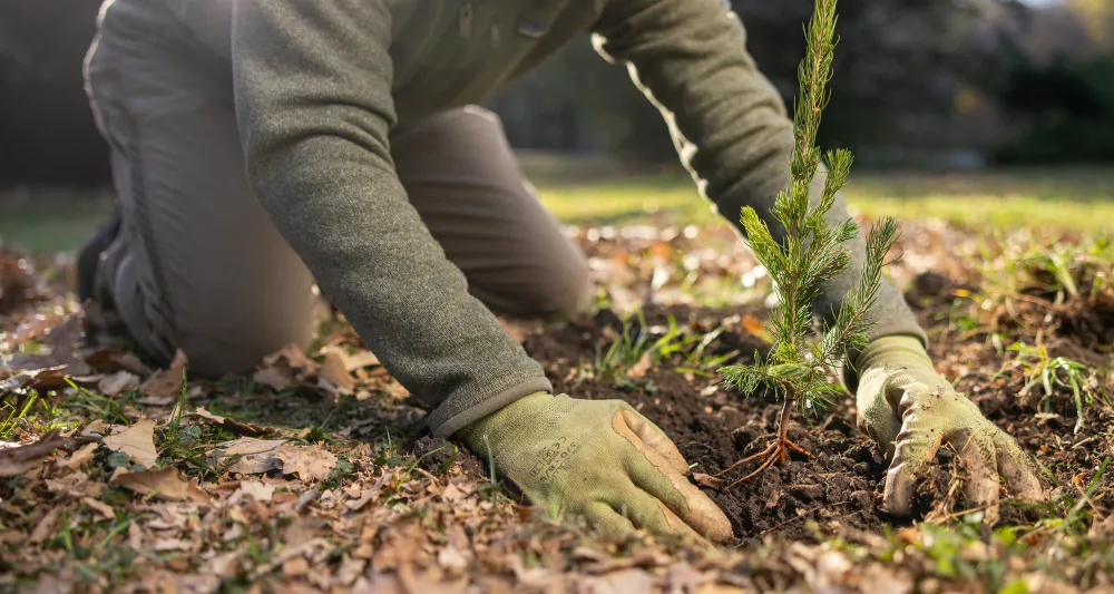 tree planting