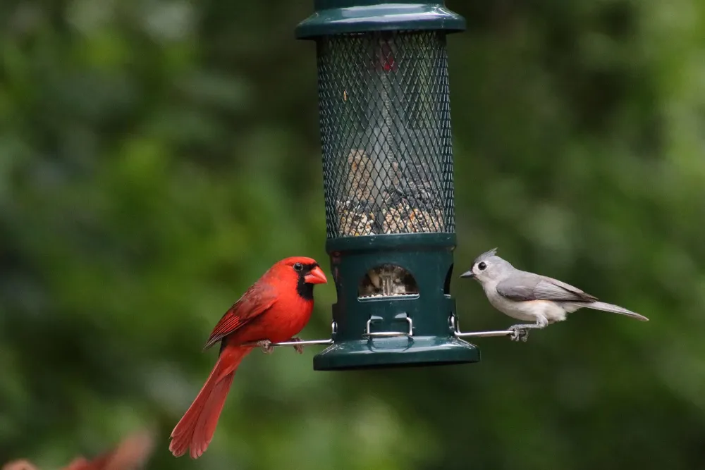 birds sitting on a bird feeder