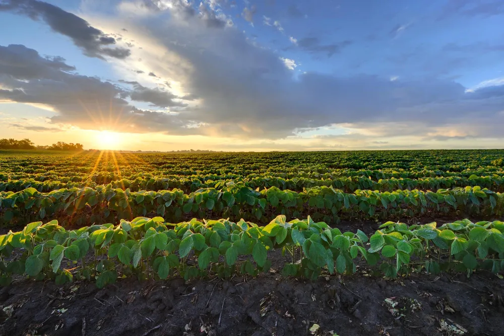 a crop field with the sun setting behind