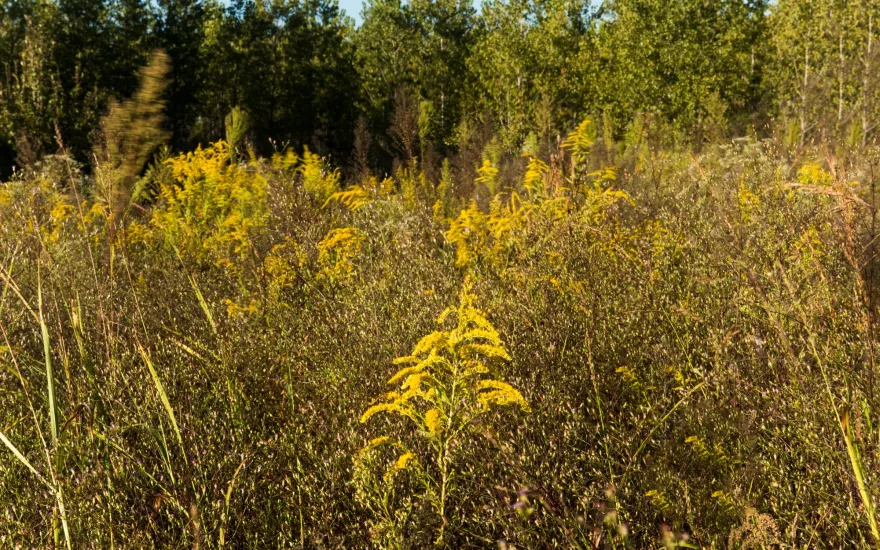 A dense field with tall grass and yellow wildflowers, bordered by trees under a clear sky.