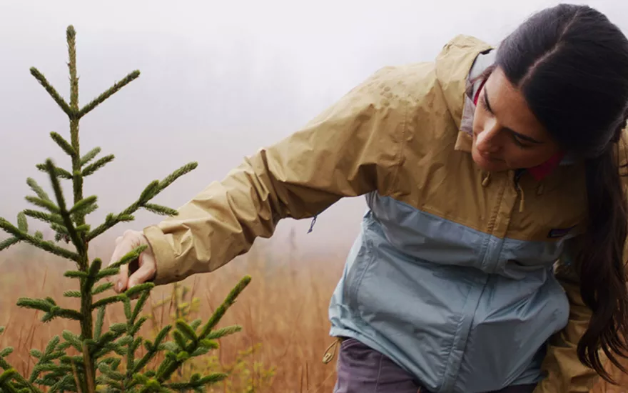 person looking at newly planted tree