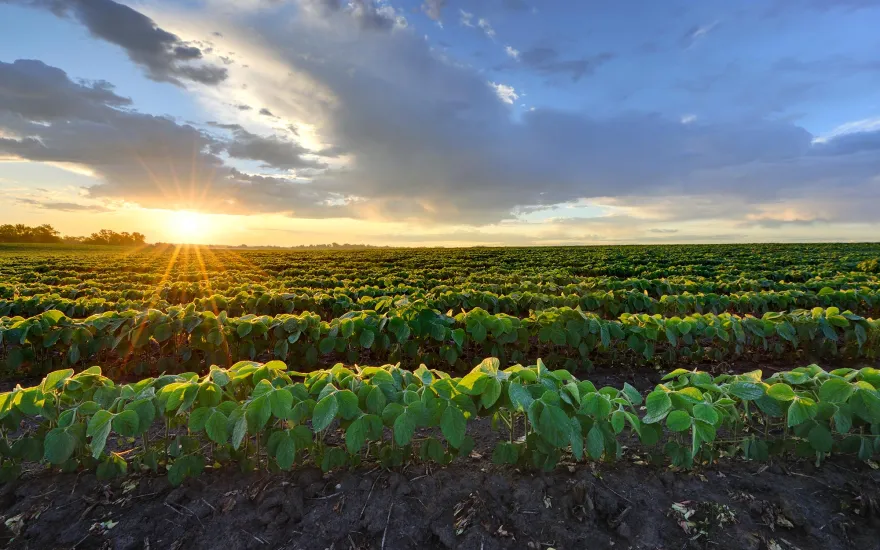 a crop field with the sun setting behind