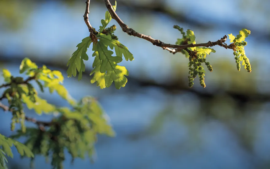 Tree Care