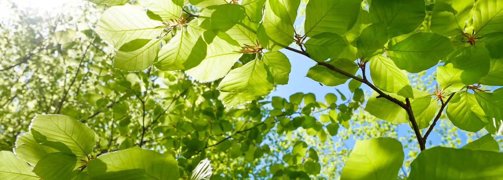 Close-up of beech leaves on a tree