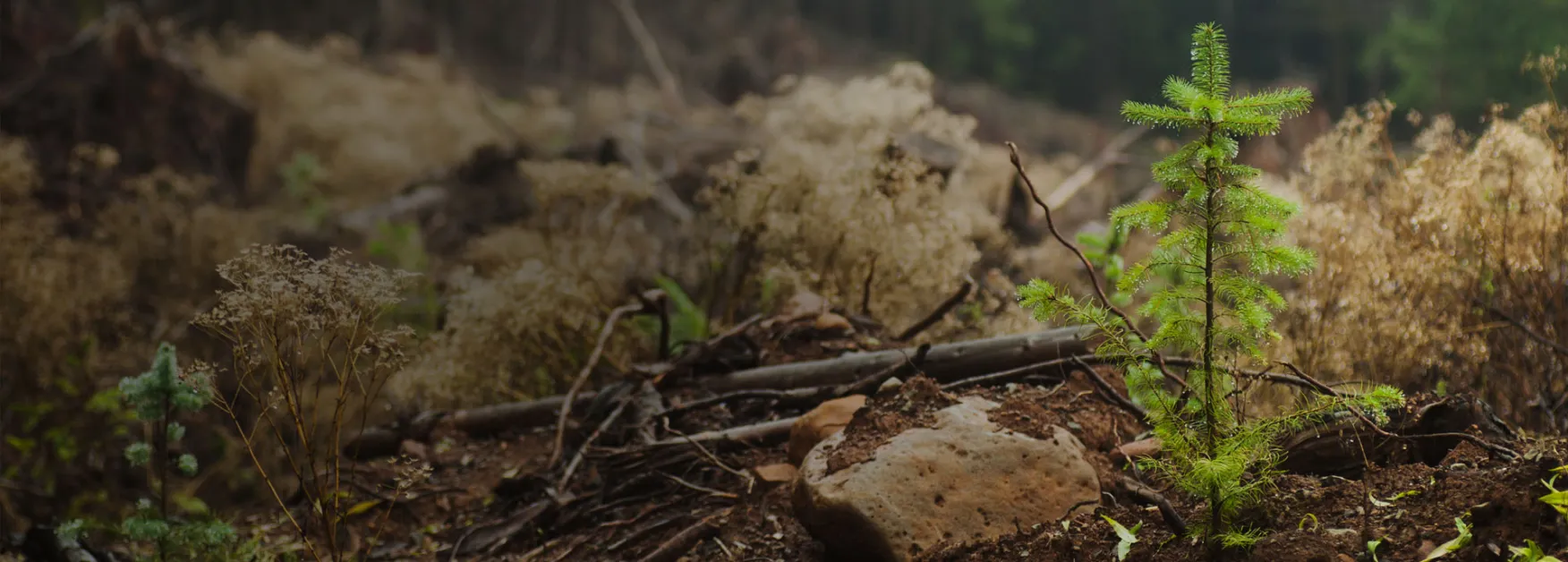 Regrowth logging area