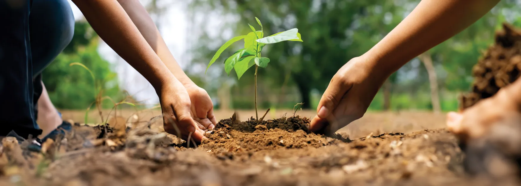 people planting a tree