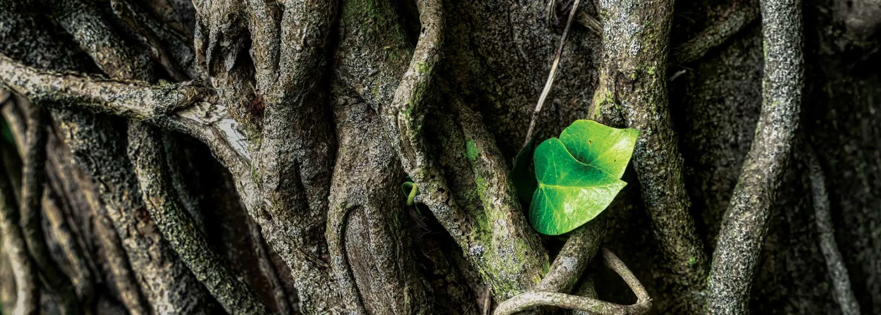 Vines on tree roots