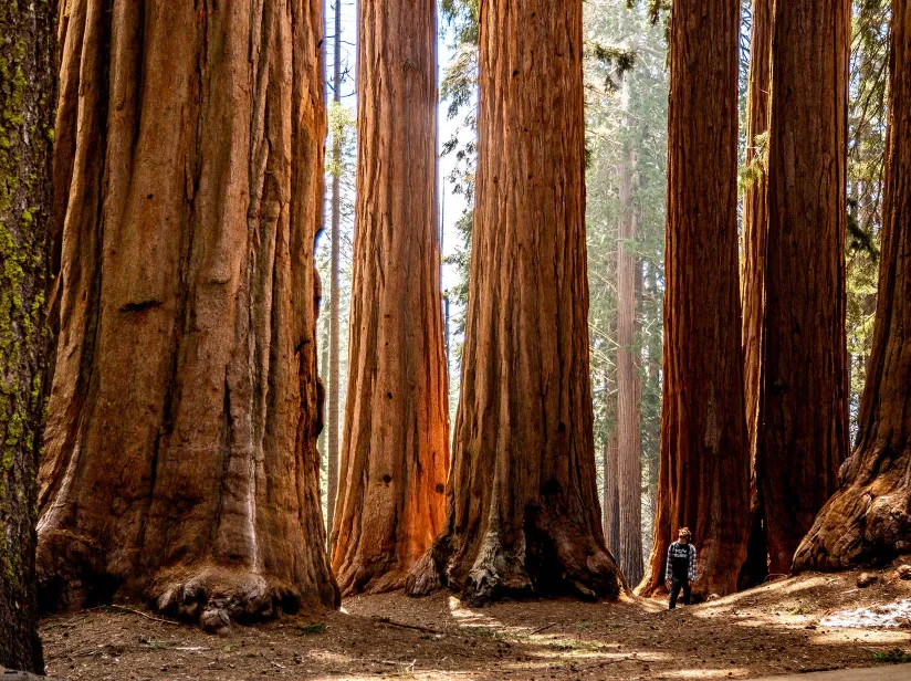 Man walking in sequoias 