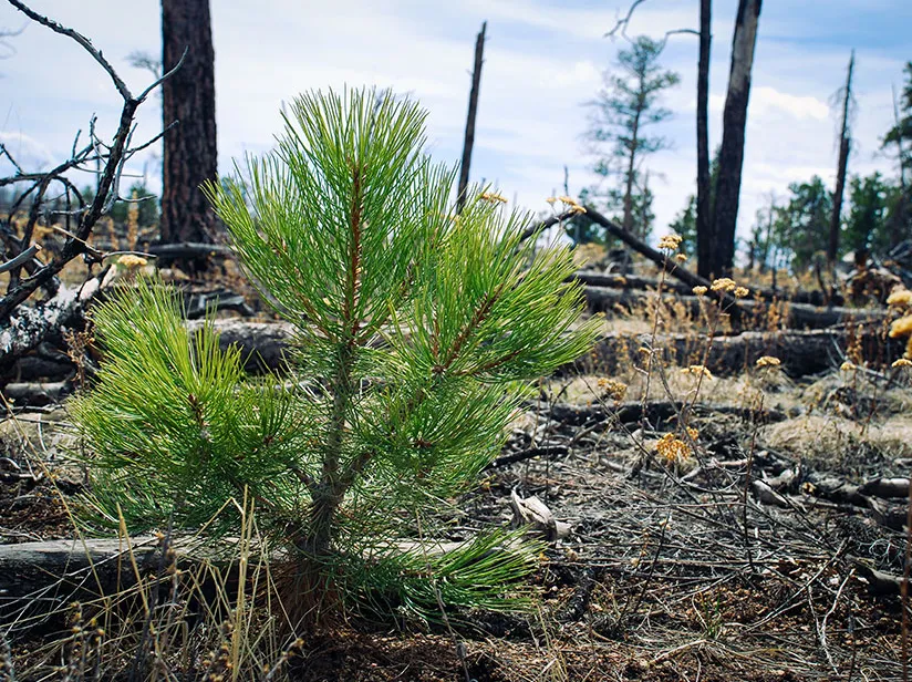 A small evergreen tree stands alone in a scorched forest landscape.