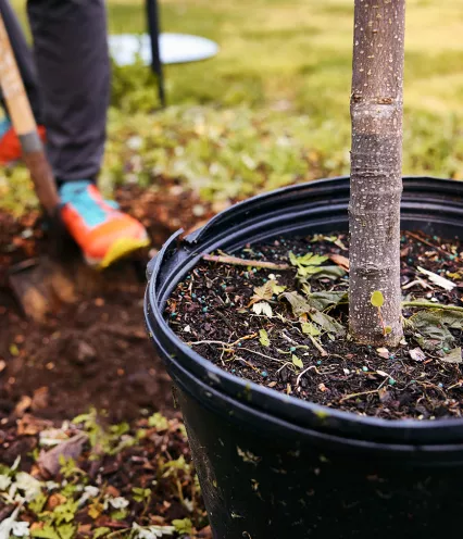 tree in a container ready to be planted