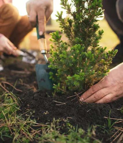 hands planting a small evergreen tree