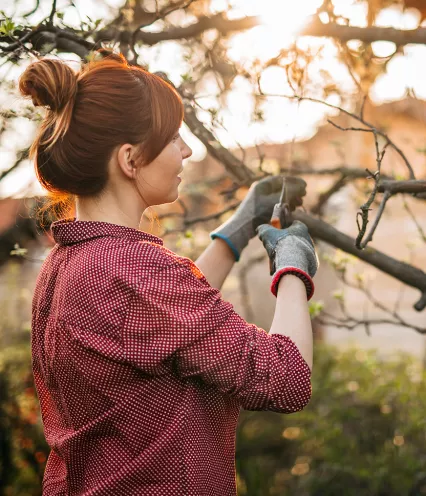 woman pruning a tree