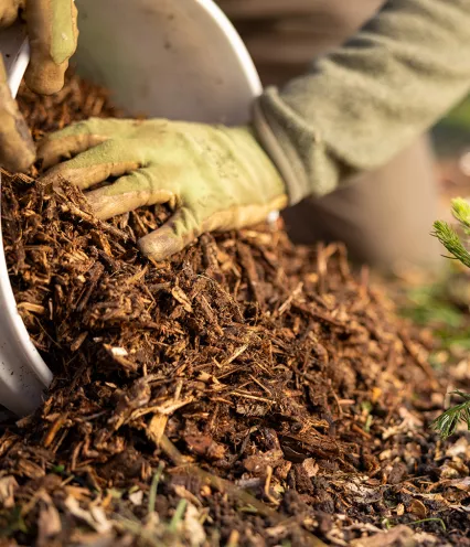 hands removing mulch from a bucket and spreading on the ground