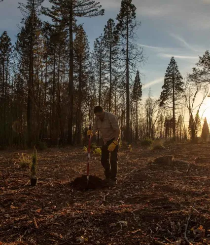 A man stands in a forest burned by wildfire at sunset, planting a tree.