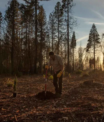 Photo of person planting trees in scorched forest