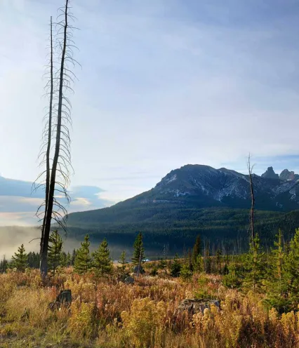 Photo of scorched tree with lake and mountains