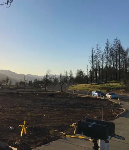 Photo of neighborhood with scorched trees