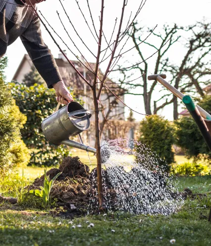 person watering a tree