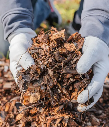 person holding mulch