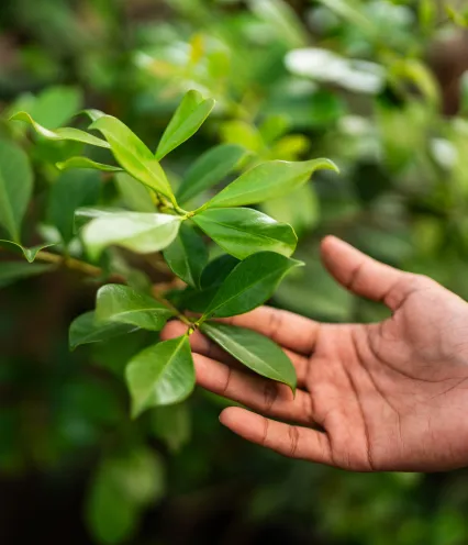 person touching leaves of a plant