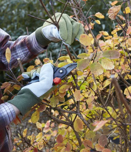 person pruning a tree