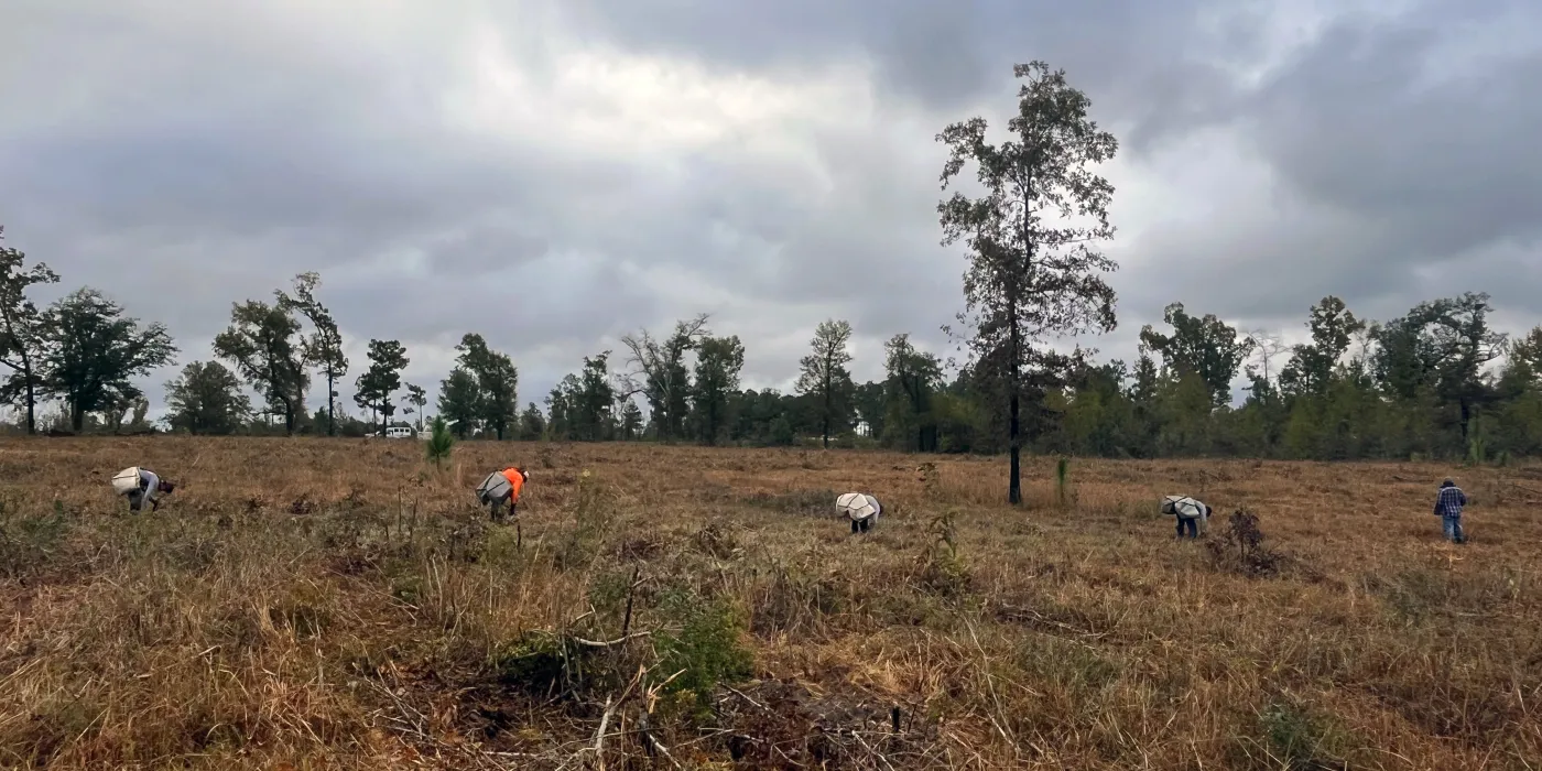 Individuals engaged in tree planting work in a barren forest.