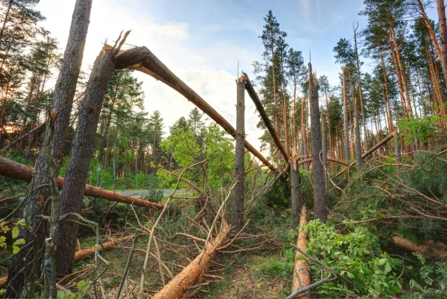 Wind damage to trees