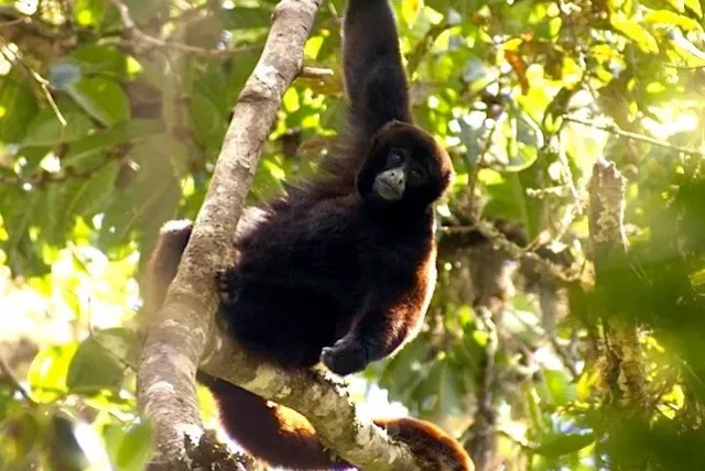 a monkey in a tree.