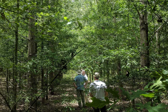 Mississippi Alluvial Valley