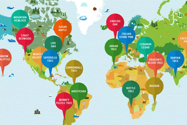 Trees Around the World online activity for kids thumbnail