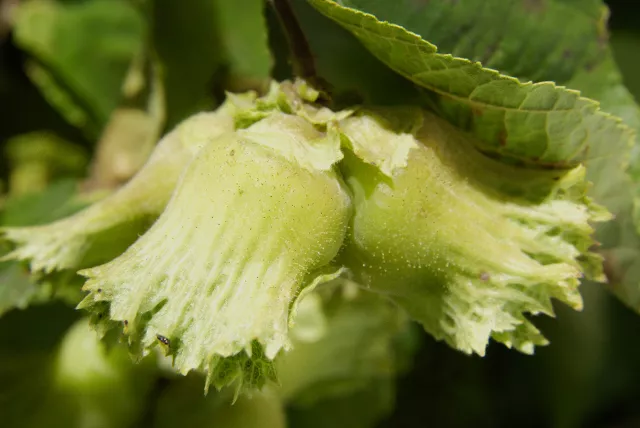 American hazelnuts