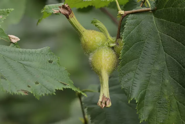 beaked hazelnuts