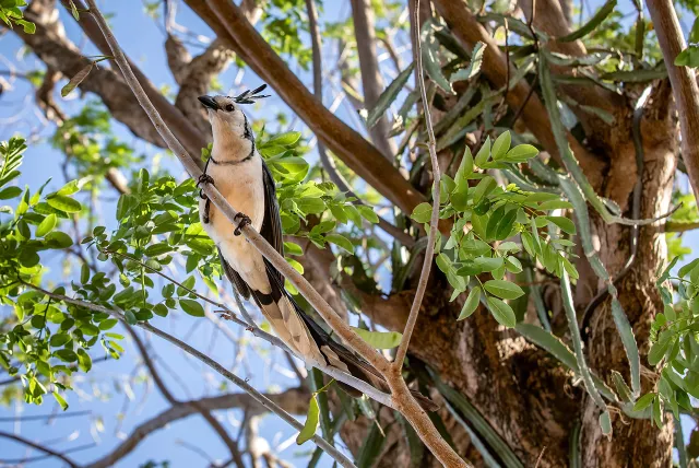 bird in tree found commonly in Nicaragua