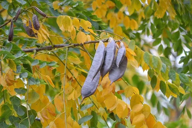 Kentucky coffeetree seed pods.