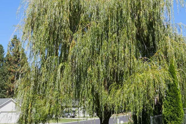 Weeping willow tree in a yard.