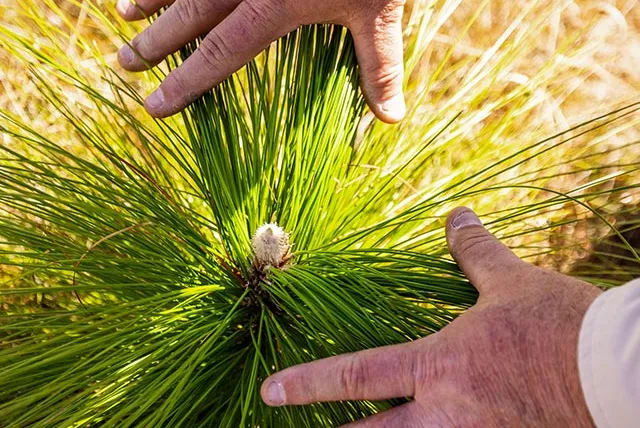 A man's hands gently reaching out to touch a vibrant green plant.