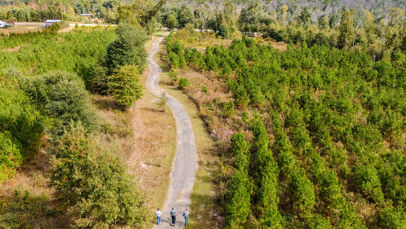 trees with open road