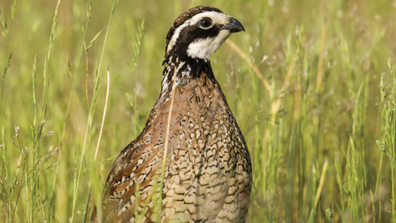 Bobwhite Quail