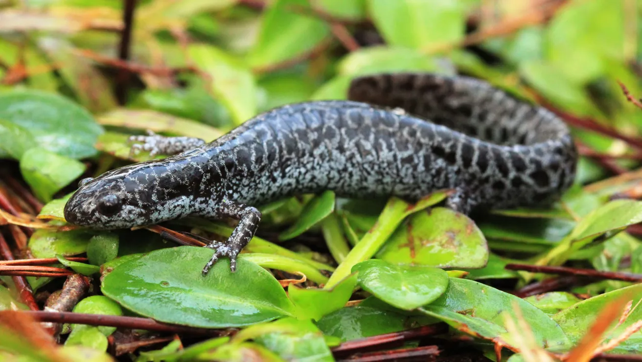 Frosted Flatwoods Salamanders