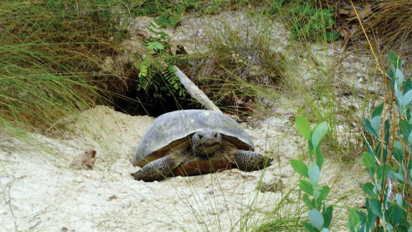 gopher tortoise