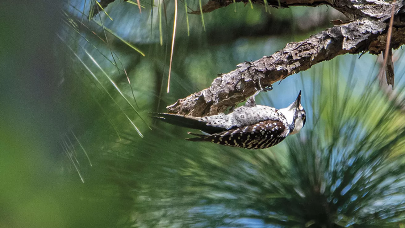 red-cockaded woodpeckers