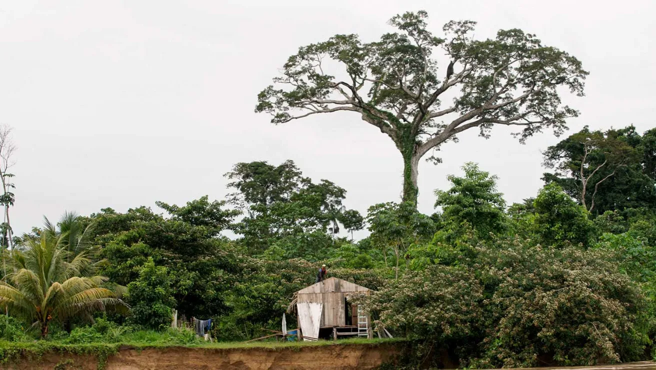 A hut along the Amazon river, with several trees and forest surrounding.