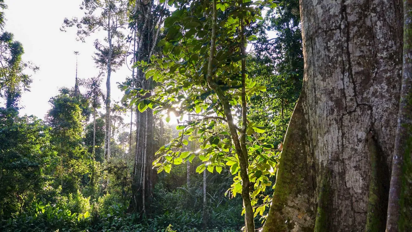 Serene forest, with sunlight filtering through the leaves and trees.