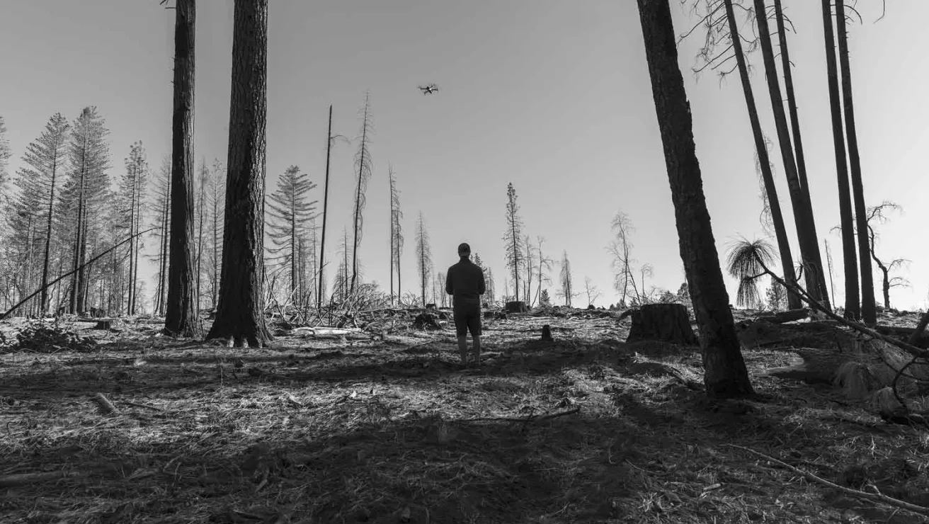 A man stands in a forest devastated by a wildfire.