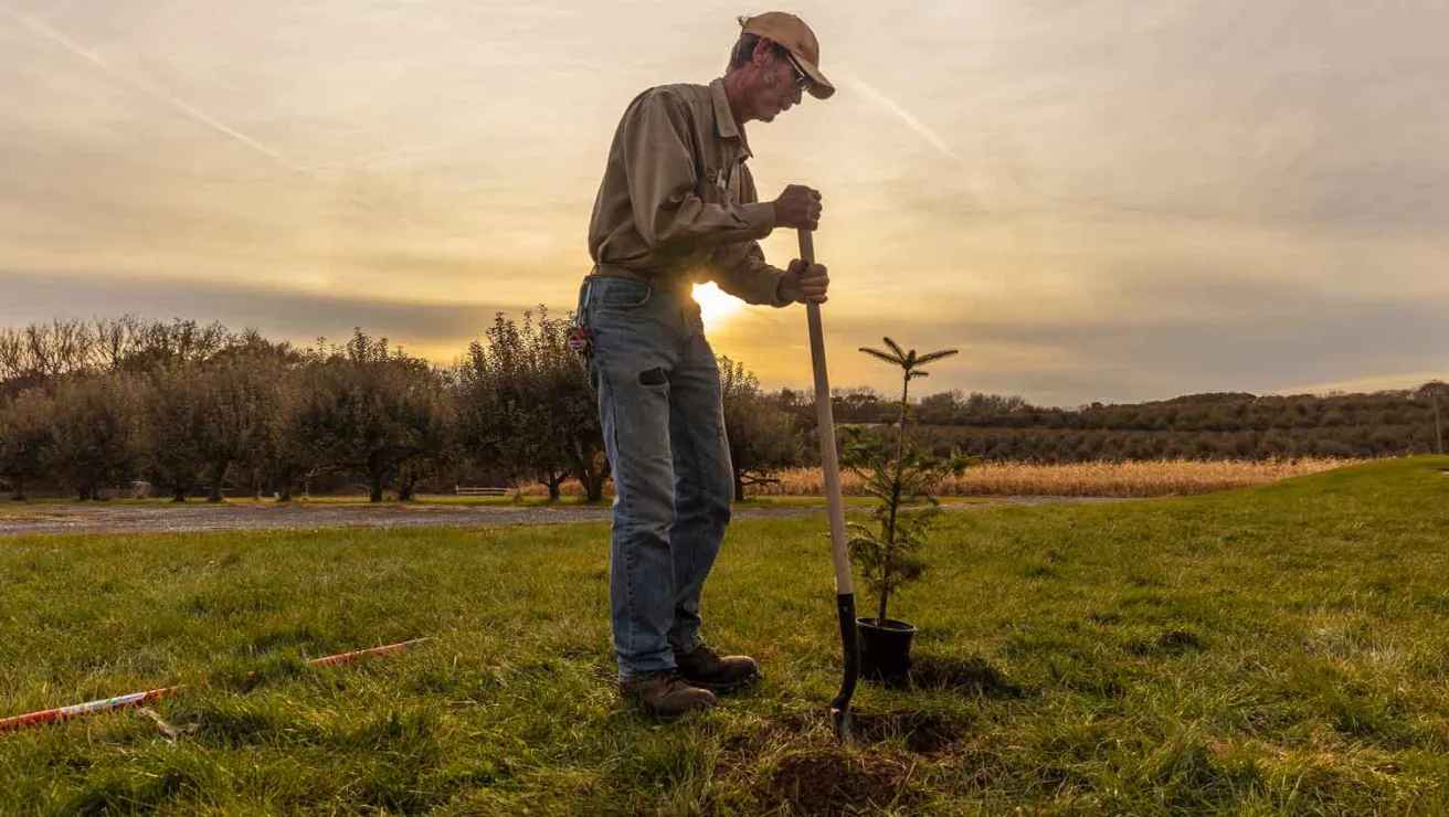 A man planting a small tree at dusk, surrounded by green grass.